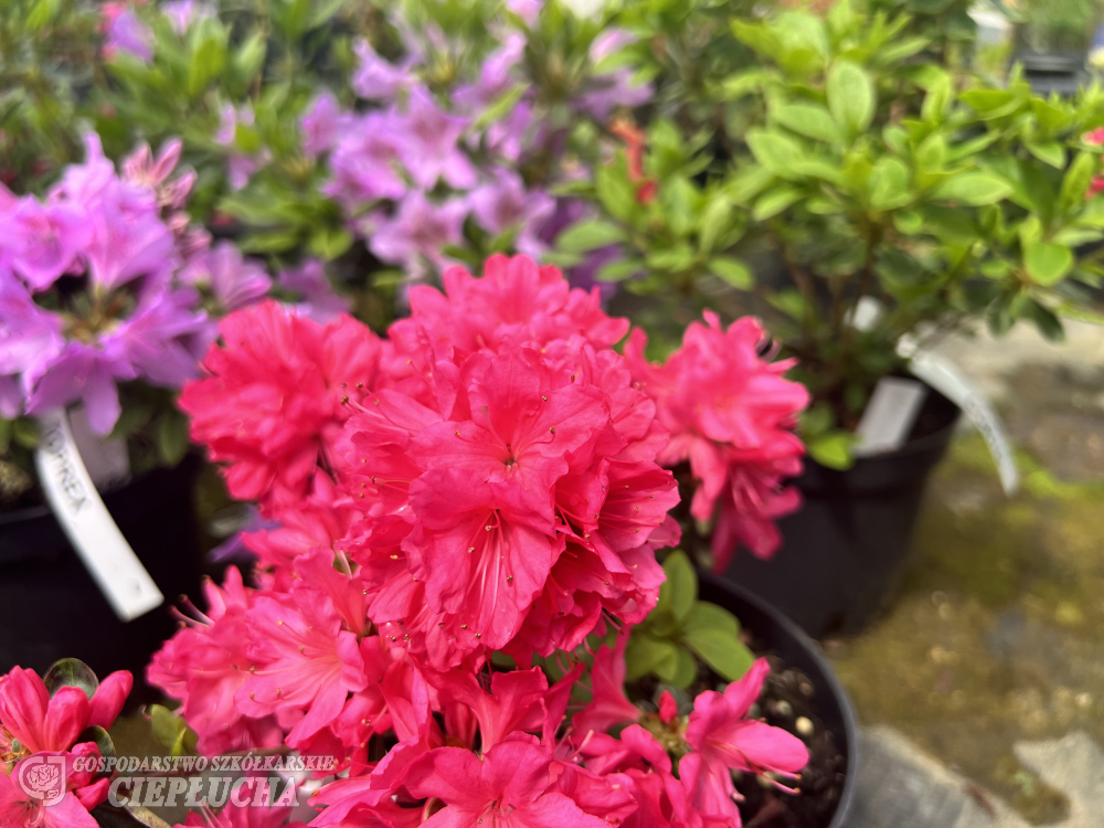 Азалия японская Касина